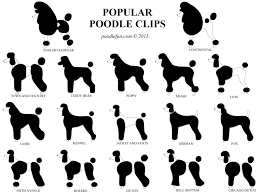 Black And White Standard Poodle Teddy Bear Cut Pin On Nice To Know