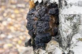 Das set stimmt mit dem foto überein. Chaga Pilz Wirkung Und Risiken Anwendung