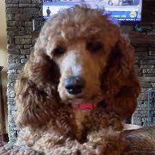 Check out our poodle doodle selection for the very best in unique or custom, handmade pieces from our shops. Four Gables Doodles Home Facebook