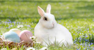 5  beste grusse zum osterfest  zu ostern steht im mittelpunkt das ei. Warum Gibt Es Den Osterhasen Einfach Erklart