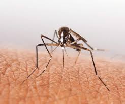 Effective not only on mosquitoes, cedar oil repels ticks and many other insects. Does Cedar Repel Mosquitoes