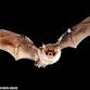 Bats of Virginia! event image