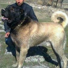 Karaboga Kangal Dog Turkiye Like Kopek Kangal Kopegi Kopek Turleri Kopek