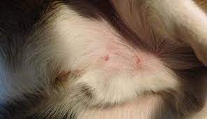 Getting a bite from a dog to the hand or foot. Wolf Spider Bite Pictures Symptoms What It Looks Like On Dog Cat Human Dangers Treatment Pestbugs