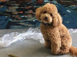 Let me to introduce the red poodle puppy. Apricot Toy Poodle Stud In London Dogsandpuppies Co Uk