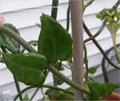 Image result for Ceropegia monteiroae