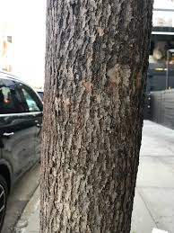 'harvest gold' is a hybrid developed in canada between littleleaf linden and mongolian linden. Underutilized Trees For Urban Use Harvest Gold Linden New York State Urban Forestry Council