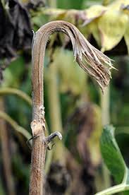 Image result for Sclerocroton