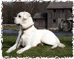 White labrador puppy and puppies for sale. Snow White Lab Breeders Polar Bear Labs For Sale At Twin Ponds Labradors