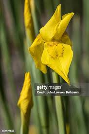 Image result for Moraea spathulata