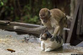 Monkey Massages Cat And It S Adorable Cat Photo Cats Animals