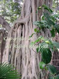 Image result for Ficus religiosa