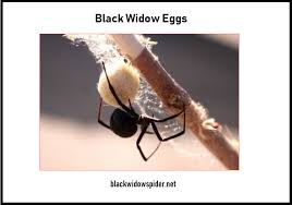 In some cases, the female catches the male while he's trying to escape. Black Widow Eggs Sac Spider Baby Size