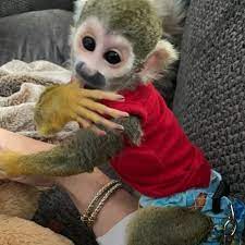 All orders are custom made and most ship worldwide within 24 hours. Buy Real Squirrel Monkey For Sale