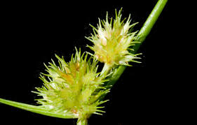 Image result for Cyperus cuspidatus