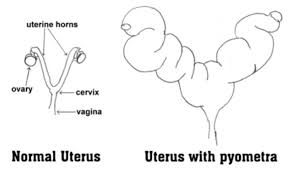 Prairie View In Dekalb County Illinois Spay Neuter Faq S Small Animal Clinic Pet Clinic Vet School