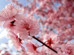 Coryn Smith Cherry Blossom Japan Cherry Blossom Flowers Sakura Cherry Blossom