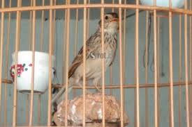 Ukuran sangkar merpati dengan 4 pintu biasanya 60 cm x 30 cm x. Sorotgunungkidul Media Berita Online Gunungkidul