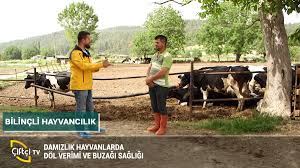 Ciftci Tv On Twitter Bilincli Hayvancilik Yeni Bolum Fragmani Yayinda Program Sunucumuz Burak Celik In Sunumuyla Damizlik Hayvanlarda Dol Verimi Ve Buzagi Sagligini Konusuyoruz Pazar Gunu Saat 21 00 Da Ciftci Tv De Bursa Https T Co
