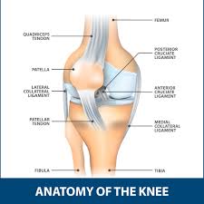 There are several important ligaments about the shoulder girdle. Lateral Collateral Ligament Florida Orthopaedic Institute