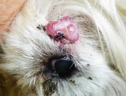 Cytology Of Skin Tumours Veterian Key The dog had presented vulvar. cytology of skin tumours veterian key