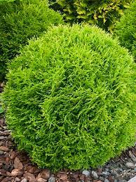 Your arborvitae shrubs stock images are ready. Little Giant Arborvitae Giant Arborvitae Arborvitae Tree Globe Arborvitae