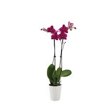 Please note that floral garage reserves the rights to replace any product (eg. Just Add Ice Live Tropical Plants Live Orchid Plants Potted Flowers Easy Care Purple Orchid Purple Flowers In 5 White Ceramic Pot 16 30 Tall Gifts For Her Housewarming Gift Home