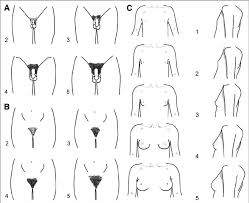 Outdoors against greenery in a faded retro image. Stages Of Normal Puberty Described By Marshall And Tanner A The Download Scientific Diagram
