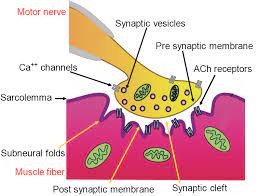 Neuromuscular Junction Nmj Howmed Neuromuscular Junction Neuromuscular Skeletal Muscle