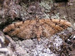 Image result for Eupithecia lanceata