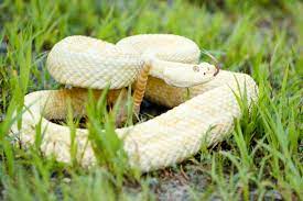 Albino Western Diamondback Rattlesnake Albino Animals Albino Cute Snake