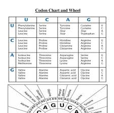 Biology Codon Chart