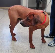 Masai Is A Gorgeous Rhodesian Ridgeback Who Was In Recently For His Ofa Hip Radiographs Rhodesian Ridgeback Dogs Radiographer