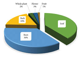 Image result for Crepidorhopalon rupestris