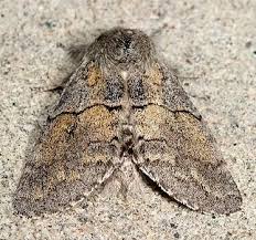 Image result for Gnidia inconspicua