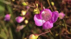 Image result for Scleria globonux