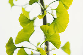 Ginkgo biloba, rich in antioxidants, helps fight inflammation, improve heart health, promote brain the unique health benefits of ginkgo also include its ability to improve cognition and reduce the risk of. Ginkgo Biloba Benefits Side Effects Dosage And Interactions