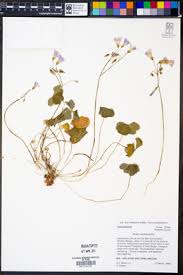 Image result for Oxalis anthelmintica