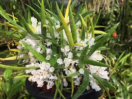 Image result for Podangis dactyloceras