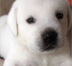 Black And White Labrador Puppy White English Labradors Breeder California Yellow Labs Black Labrador Puppies For Sale English Labrador Breed Lab Puppies Labrador Retriever White Lab Puppies