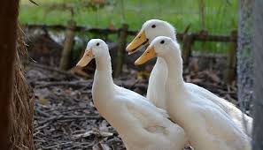 These deal offers are from many. My 6 Recommendations For Keeping Ducks In The Backyard Self Sufficient Me