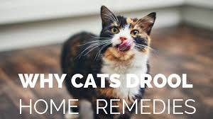 According to the vet she had kidney failure and was suffering and was put down 4 days after this drooling started. Why Your Cat Is Drooling And What You Can Do About It Youtube