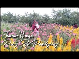 Taman bunga bpi rokoy pandeglang. Taman Bunga Bpi Rokoy Pandeglang Banten Youtube