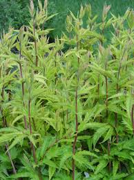 Image result for Gunillaea