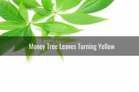 Money Tree Turning Yellow Brown White Or Black Ready To Diy