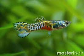 These streams are surrounded by trees. Guppy Leopard Tail Endler Poecilia Wingei Aquaristik Shop