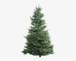 Realistic christmas tree with colorful golden ball. Nobel Fir Undecorated Christmas Tree Png Png Image Transparent Png Free Download On Seekpng