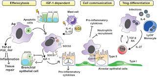 Frontiers Alveolar Macrophages In The Resolution Of Inflammation Tissue Repair And Tolerance To Infection Immunology