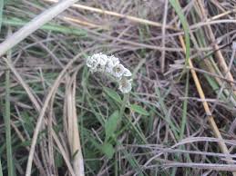 Image result for Platostoma strictum