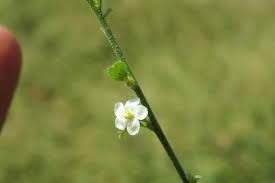 Image result for Hibiscus micranthus